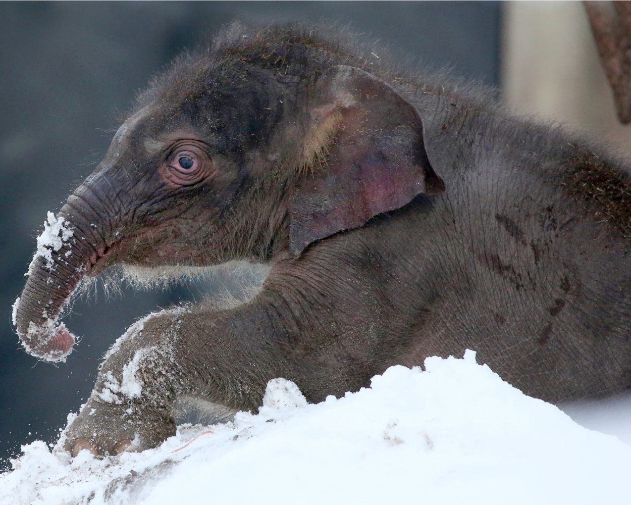 Artis winterdagen